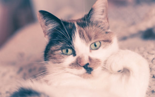 Cat on rug paw ground - its paw free wallpaper