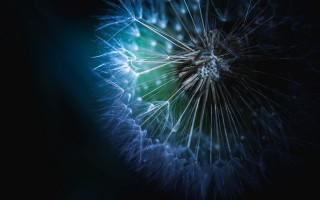 Dandelion blue center black background - a dandelion free wallpaper