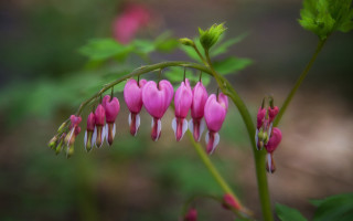 Pink flower green leaves macro 5 - the background and a blurry background behind free wallpaper