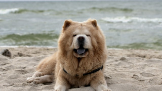 Dog beach shiba inu jigsaw - cheerful free wallpaper