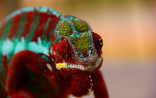 Colorful chameleon macro saturated neo - a colorful chamelon free wallpaper