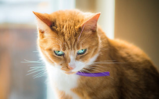 Cat purple collar serious look - serious free wallpaper for desktop