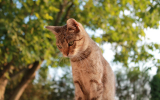Cat wooden table leaves bokeh 2 - a stock photo free wallpaper