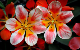 Closeup flowers red white green - petal free wallpaper