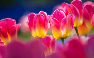 Pink yellow flower blue background - vivid color free wallpaper
