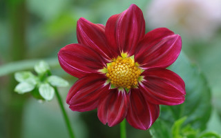Red flower yellow center garden - rich deep color free wallpaper