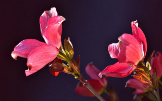 Pink flower macro blurry art - elizabeth durack free wallpaper