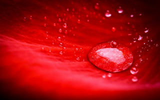 Red flower water droplets moon - a red flower free wallpaper