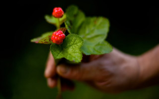 Person branch redflowers greenleaves ecologicalart - a person holding free wallpaper