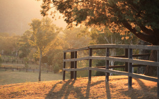 Horse field fence tree autumn - elizabeth durack free wallpaper