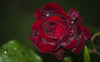 Red rose water droplets macro 32 - green background free wallpaper