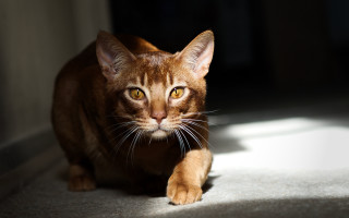 Cat walking sunlight wide eyes - its paw free wallpaper