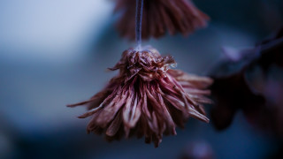 Flower hanging macro blurry background - shallow free wallpaper for desktop