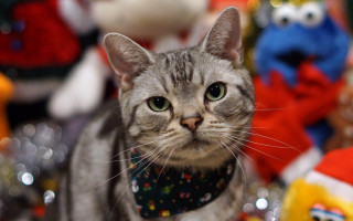 Cat bandana stuffed animals christmas - a store free wallpaper
