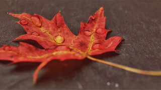 Red leaf water drops black - a brown background free wallpaper