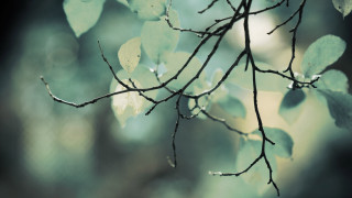 Branch leaves water drops moonlight - a blurry background of leaves free wallpaper