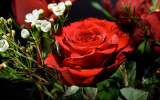 Red roses white flower black - red rose free wallpaper