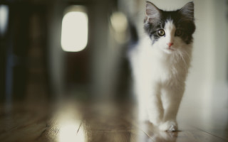 Cat walking wooden floor window - dof free wallpaper