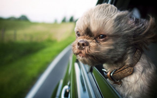 Small dog car window grass - a small dog free wallpaper