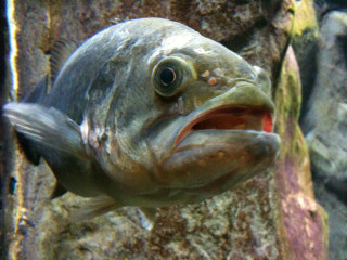 Fish mouth open wide open - lostfish free wallpaper
