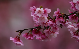 Pink flower branch macro hanami - a branch of a tree free wallpaper