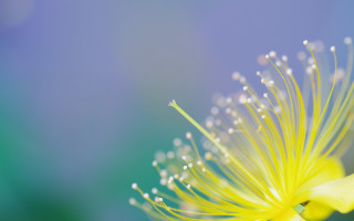 Yellow flower water droplets macro 23 - petal free wallpaper