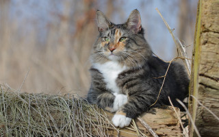 Sad cat on branch woods - the wood free wallpaper