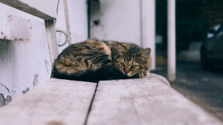 Cat wooden bench outdoors blurry - outside free wallpaper