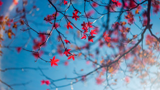Red leaves blue sky autumn 2 - a photo free wallpaper