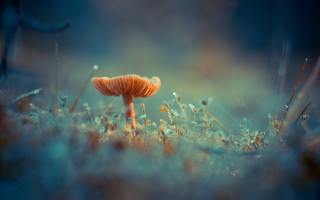 Orange mushroom grass weeds sunlight - anton fadeev free wallpaper