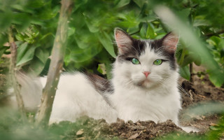 Black cat green eyes forest - a serious look free wallpaper