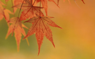 Red leaf autumn macro nature - a blurry background free wallpaper