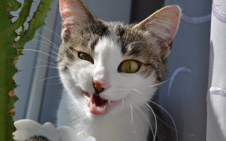 Cat looking camera mouth open - its mouth open free wallpaper