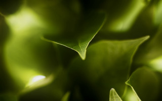 Green leaves closeup macro photorealism 2 - a close up of a plant free wallpaper