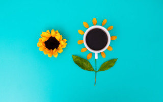 Coffee sunflower blue sky morning - a green leaf free wallpaper