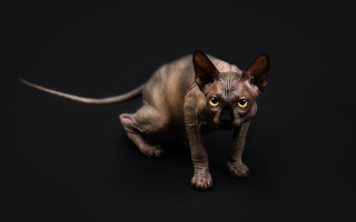 Hairless cat yellow eyes curious - curious free wallpaper