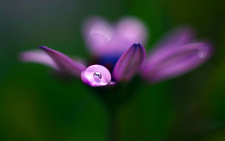Purple flower water droplets macro 40 - a purple flower free wallpaper