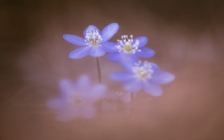 Blue flowers white centers blurry - a brown background free wallpaper