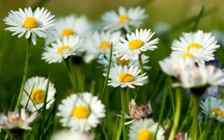 Flower field bokeh blurry garden - domirinic fegallia free wallpaper