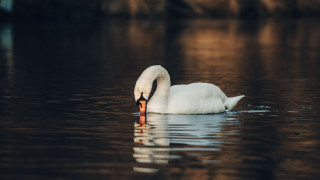 Swan swimming water naturalism animalphotography - its beak free wallpaper