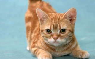 Sad cat blue surface blue - blue background free wallpaper