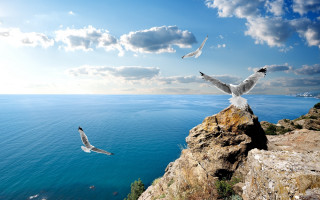 Birds over water cliff landscape - a couple of birds free wallpaper