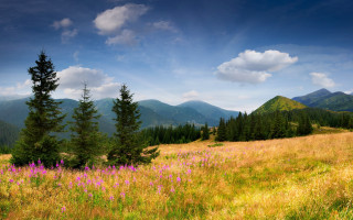 Flower field mountains trees sky - a mountain range in the background free wallpaper