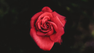 Red rose green stem black 2 - a red rose free wallpaper for desktop