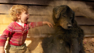 Child petting black bear zoo - dust free wallpaper