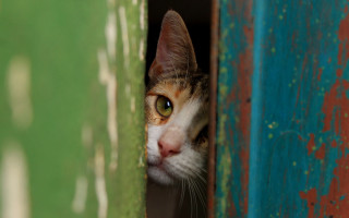 Cat green red door white - a white face free wallpaper