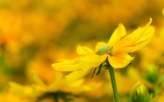 Green bug yellow flower field - a blurry background free wallpaper for desktop
