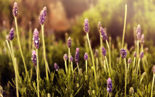 Lavender field sunset sunlight shine - flavia bloi free wallpaper