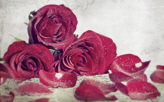 Red roses water droplets still - red rose free wallpaper