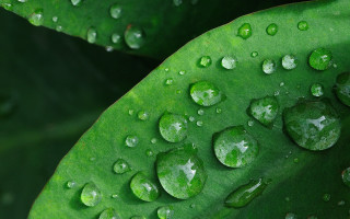 Green leaf water drops macro 39 - a green leaf free wallpaper